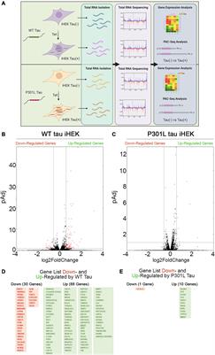 Tau Modulates mRNA Transcription, Alternative Polyadenylation Profiles of hnRNPs, Chromatin Remodeling and Spliceosome Complexes